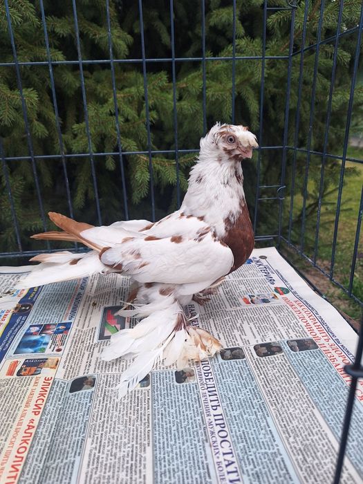 Продам самку капканку