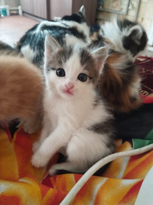 Отдаем котят, в хорошие руки!