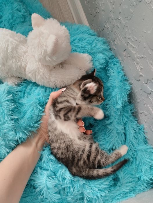 Отдам красивого котенка