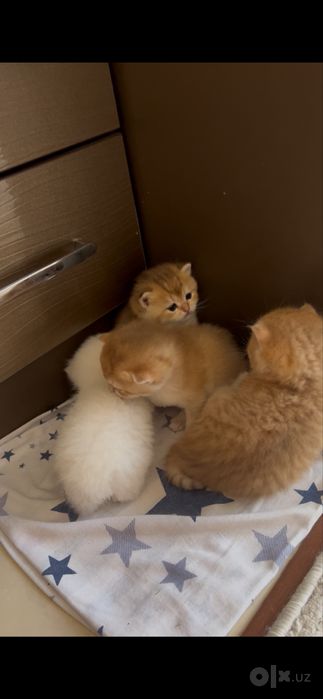 Продаются чистокровные Шиншилы котята и кошка