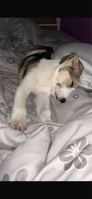 Catelus -baiat- terrier