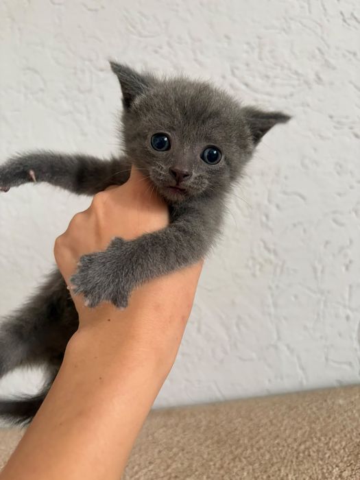 шотладские котята