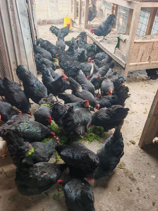 Vând pui din rasa Australorp