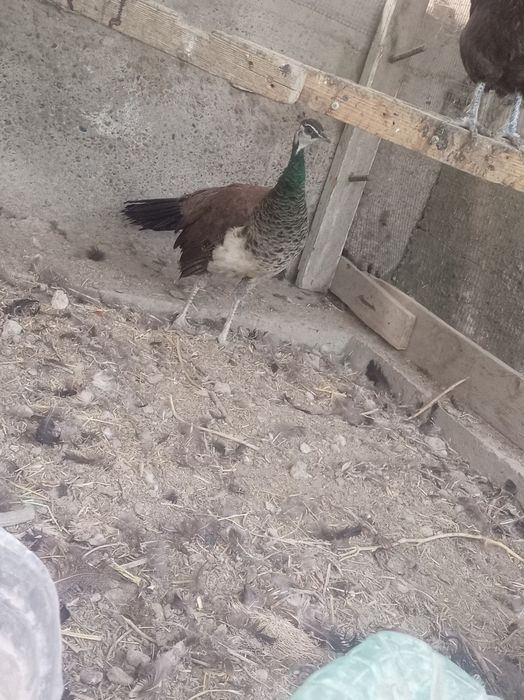 Tuvus tez va arzon sotiladi