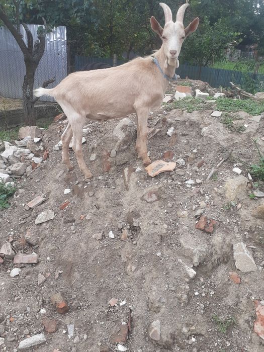 Vând țap și ied                              .