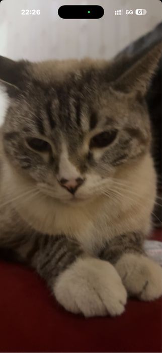 Кошка, домашняя )