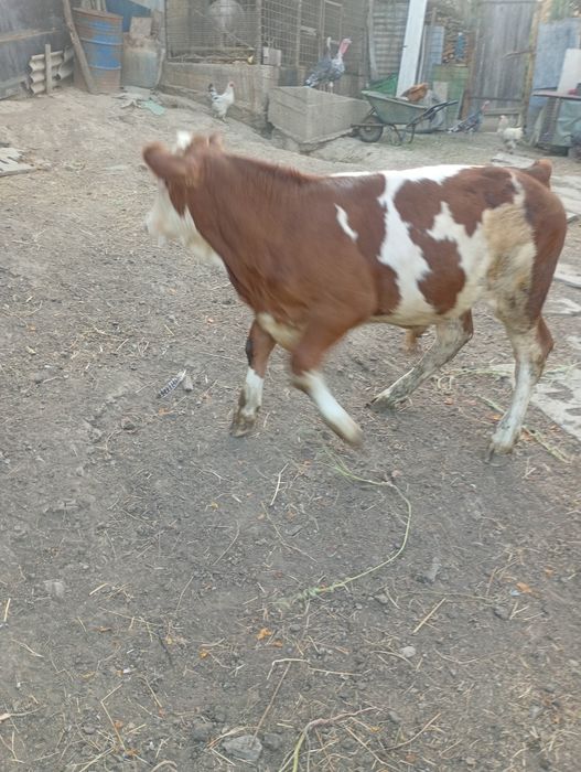Vând vițel de 4luni