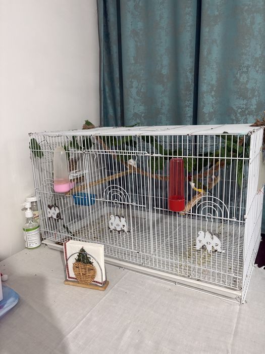 Продаются Амадины гульда