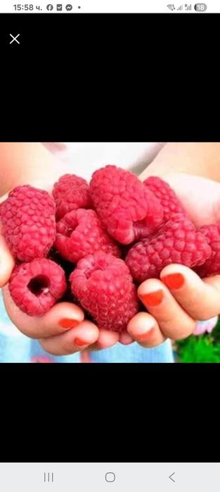 Продавам ягоди и малини расад