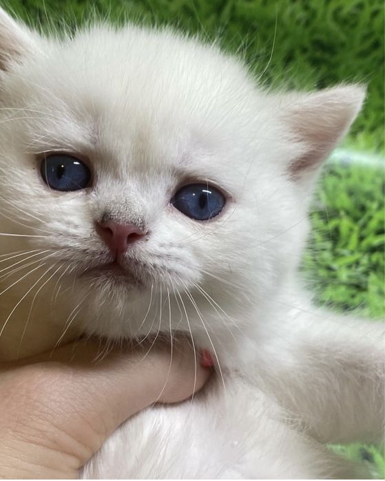 Шиншиллы синеглазые