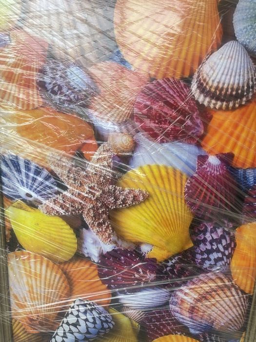 Постер картина РАКУШКИ