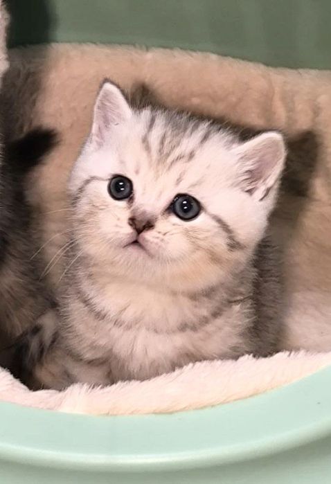 Кот Мальчик (Tayson) британ страйт