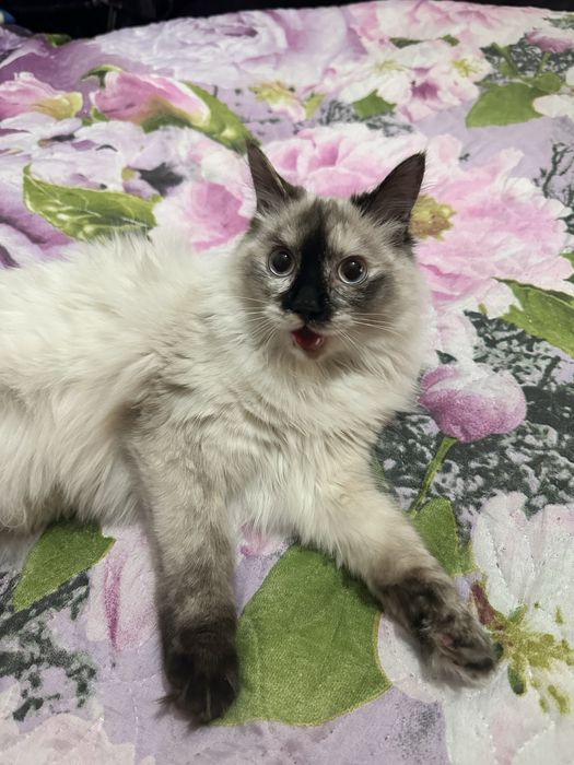 Отдам кошку Бесплатно