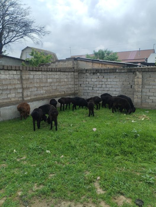 Qozi qoshqorlar 18bosh