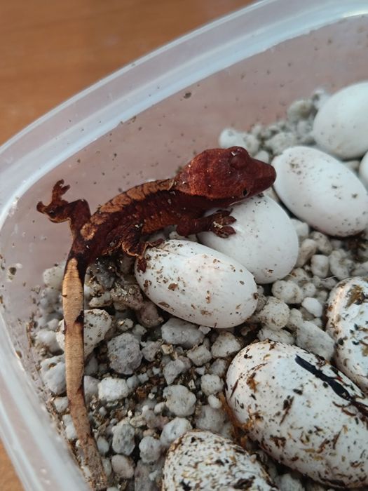 Реснитчатый бананоед (ресничатый бананоед,бананоеды,геккон)