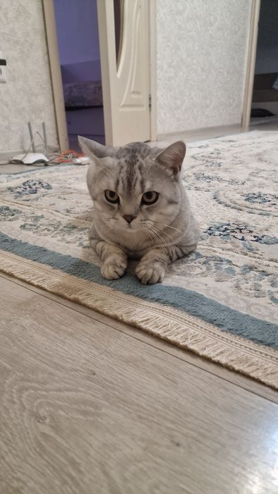 Отдам кота в очень хорошие руки