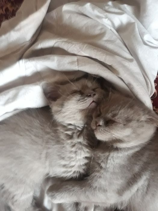 Продаю котят пароды скотишь фольд и скотишь страйд