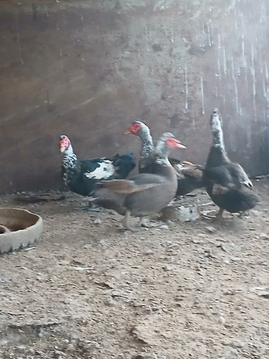 Продаётся индоутки
