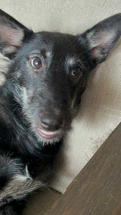 Добрая и ласковая собачка ищет хозяина