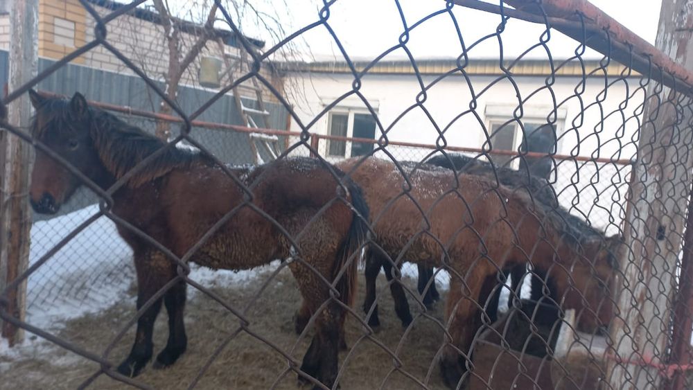 Жабагылар согымга