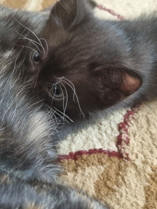 Котёнок  маленький