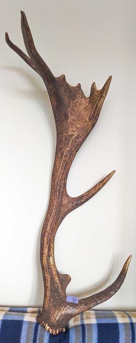 Рога от елен лопатар, благороден елен, сръндак и шилар