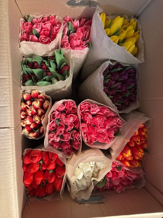 Тюльпаны премиум качества