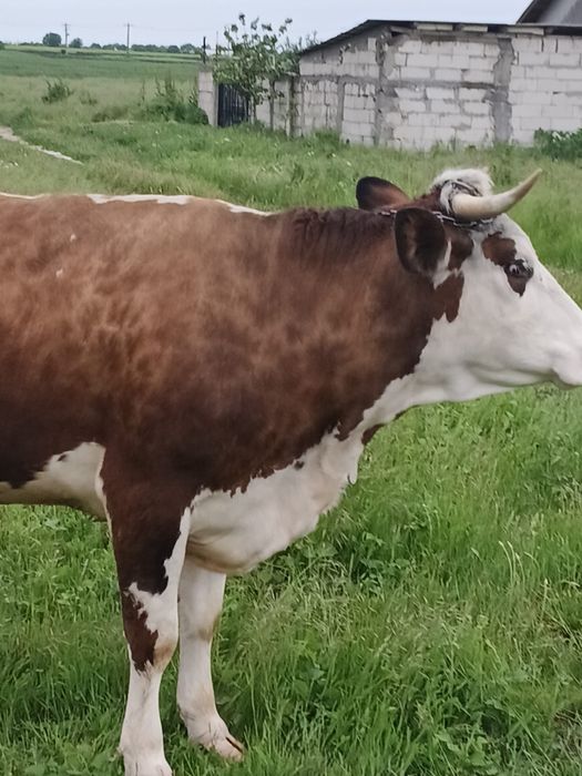 Vaca de vânzare  de trei ani
