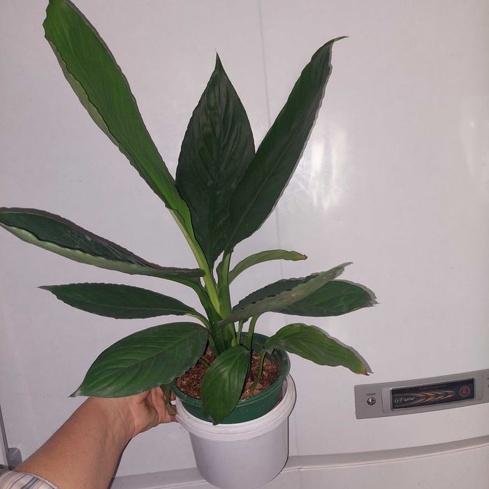 Спатифиллум Сенсация