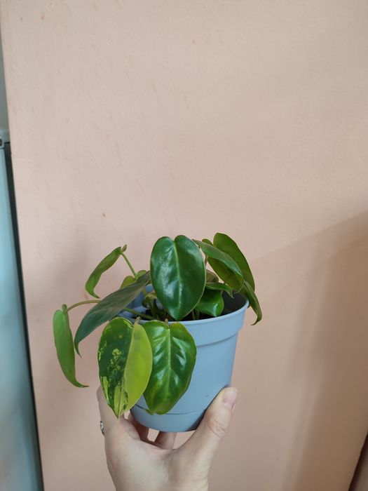 Комнатные цветы недорого ухоженные