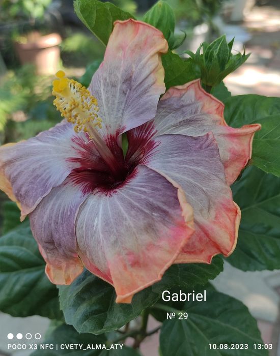 Гибискус, китайская роза.