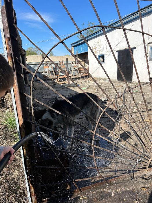 Алабай отдаем в добрые руки