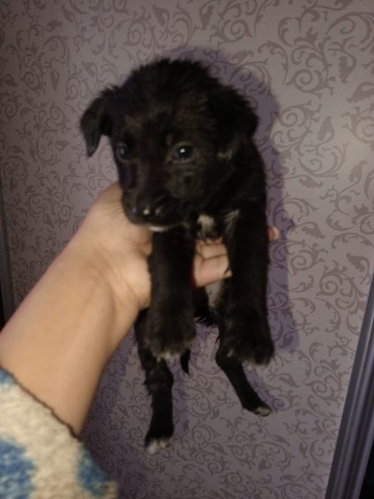 Щенки мальчики и девочки