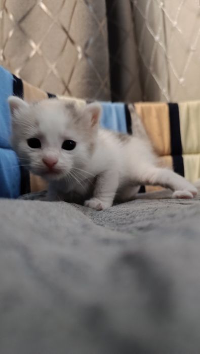 Кошечки в добрые руки
