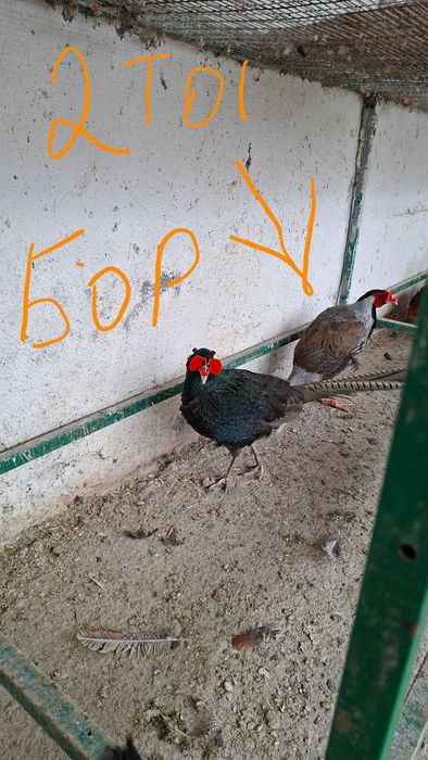 Fazan narlar sotiladi