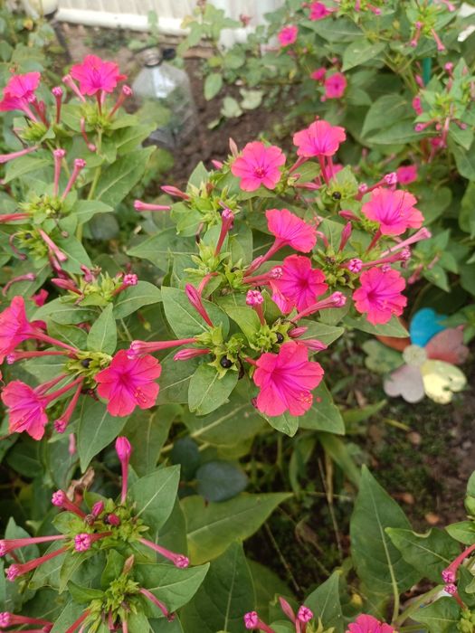 Noptițe, semințe 200 bucăți