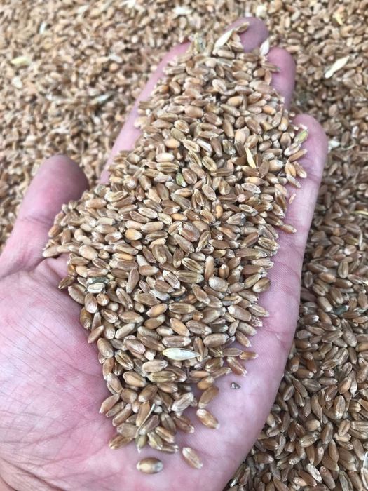 Отруби Кебек Трз