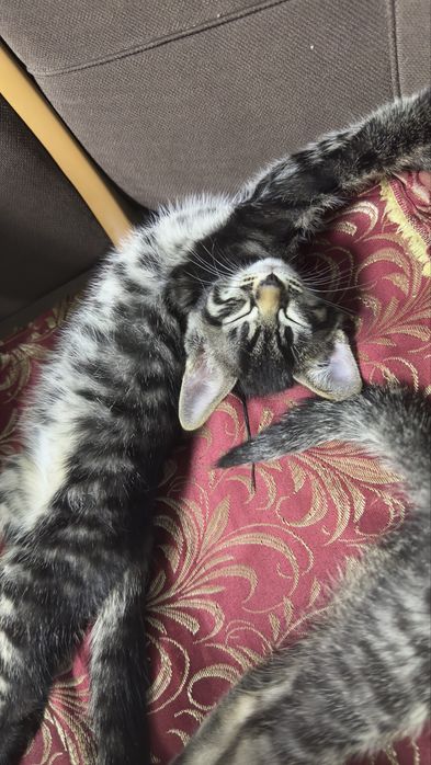 Отдам котят срочно