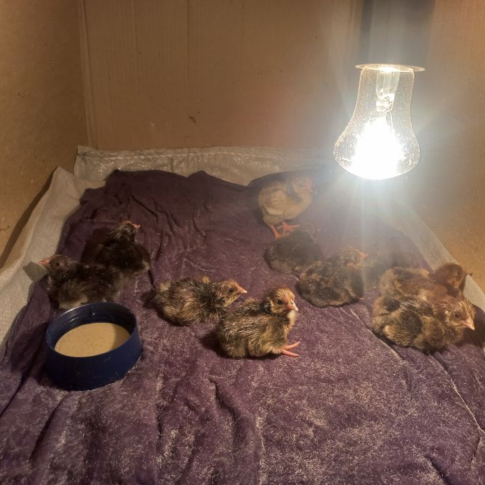 Цеплята кучин сицевые