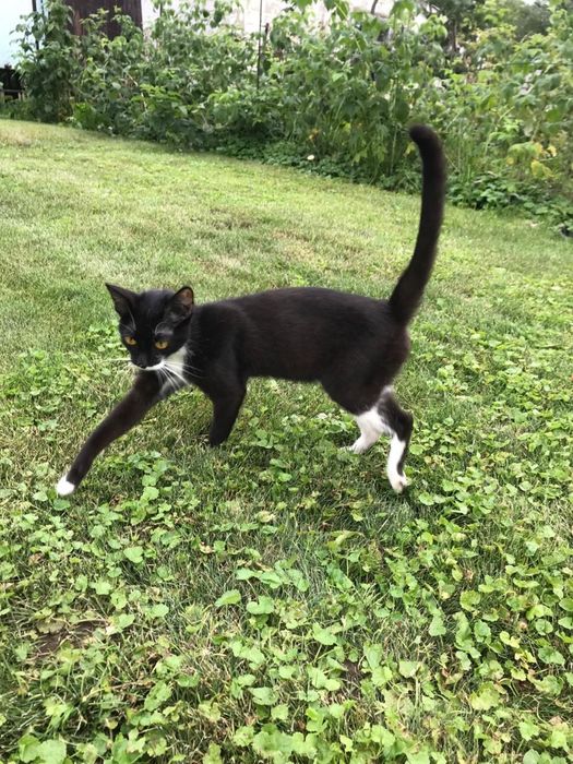 Кошка потеряшка в семью