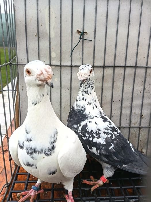 pereche porumbei voiajori italieni