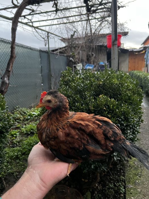 Декоративни кокошки