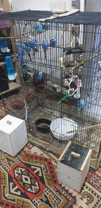 Qush uyi bilan birga