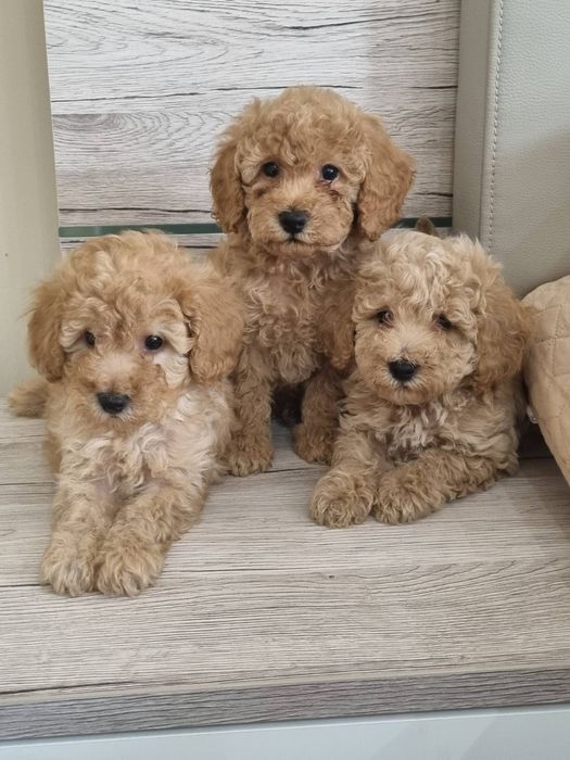 Той Пудел МИНИ пудел