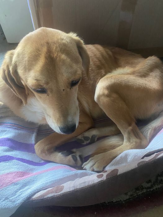 Câine spre adoptie