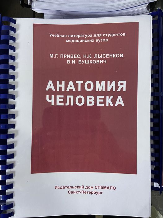 Анатомия человека Привес
