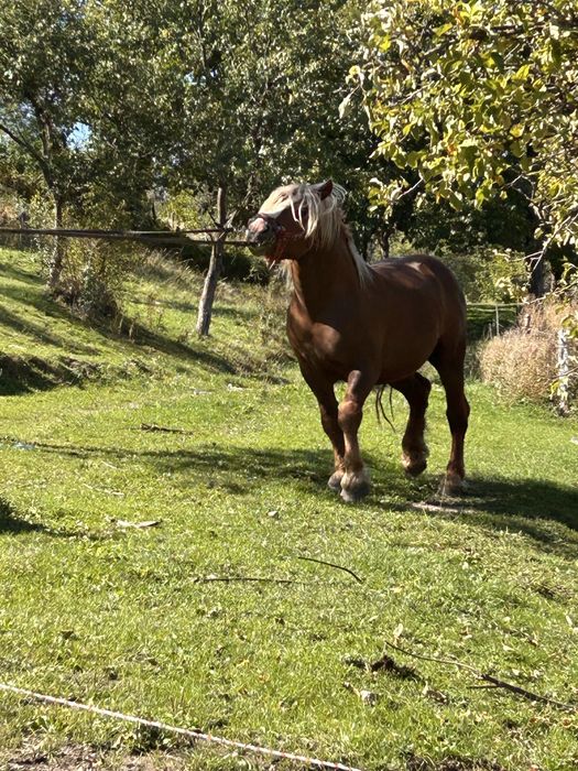 Armasar de 4 ani de vanzare,linia miuțescu sau schimb cu diverse