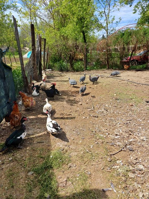 Ouă de bibilică (câțe) ,rațe mute
