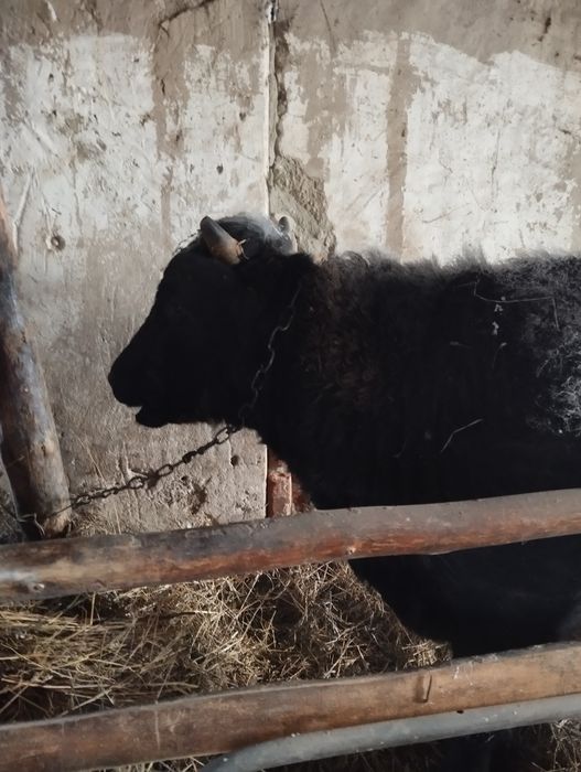 Продам быка на откорме