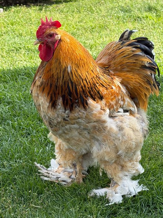 Cocos cochinchina urias portelan